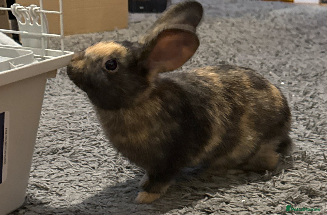 Harlequin rabbits for sale: Harlequin rabbit  - Advert 1