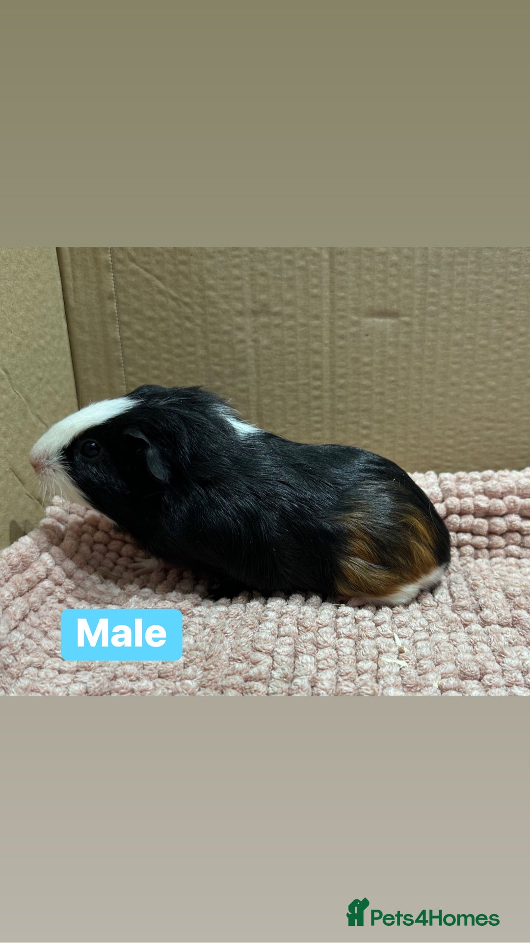 Guinea Pig rodents for sale: Young Guinea pigs  - Advert 12