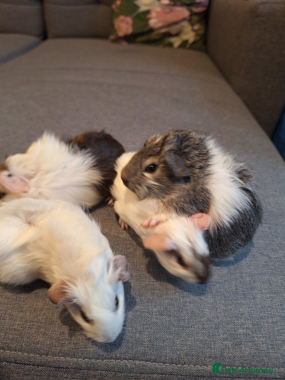 Guinea Pig rodents for sale: Two boys and girls, sold in pairs - Image 3
