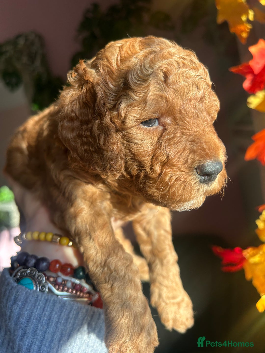 Cockapoo dogs for sale: 5 Stunning Cockapoo girls 💖 - Advert 12