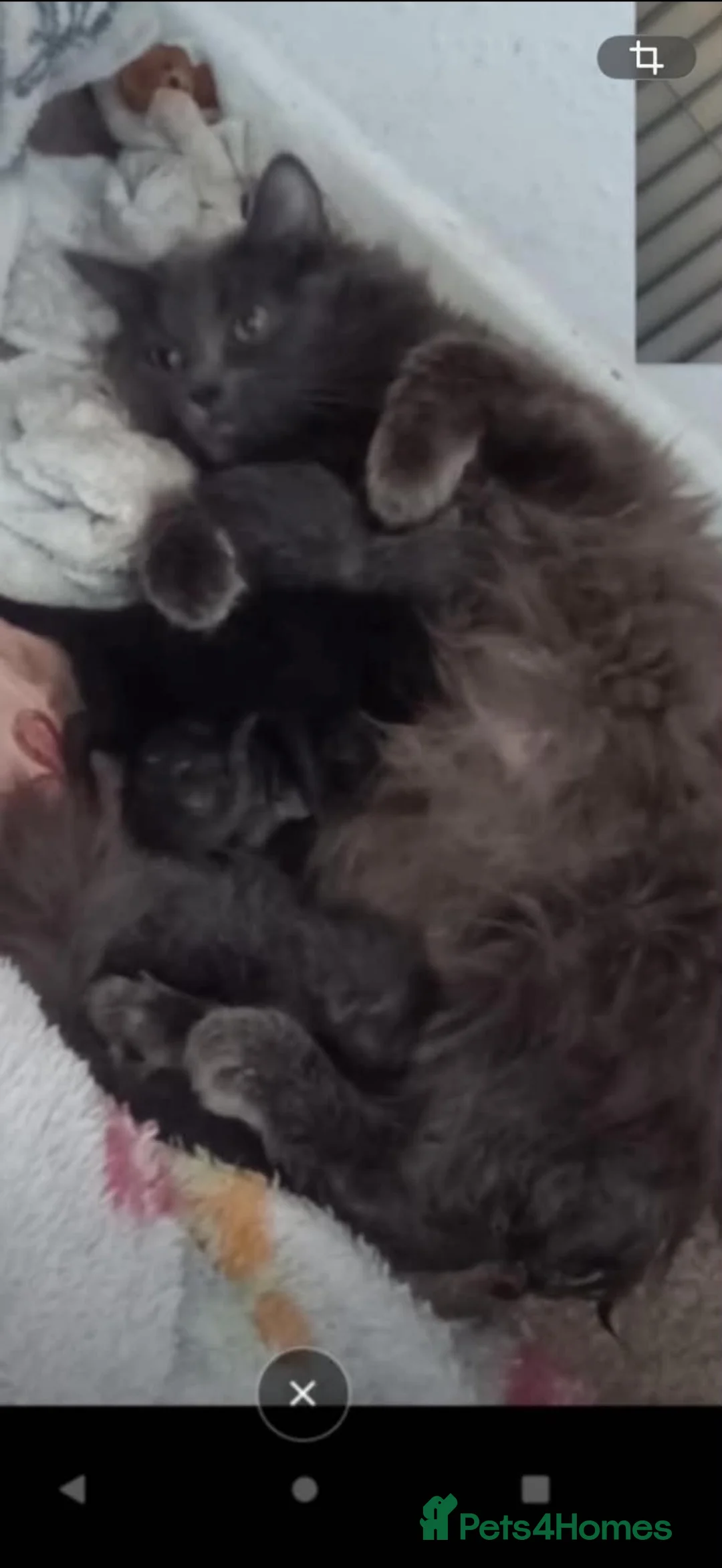 Siberian cats for sale: Siberian kittens  - Advert 8