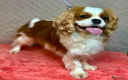 Cavalier King Charles Spaniel dogs for adoption: Lady’s Miracle: From Misery to Love - Image 2
