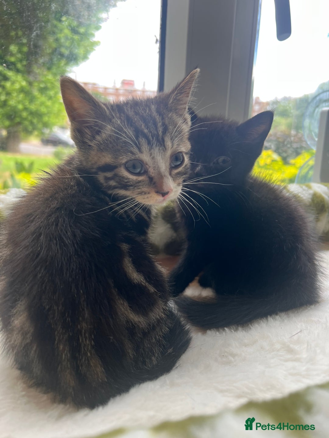 British Shorthair cats for sale: 2 Kittens Left - Image 4