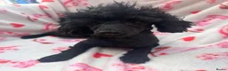 Toy Poodle dogs for sale: Beautiful Toy Poodle Puppies  - Advert 8