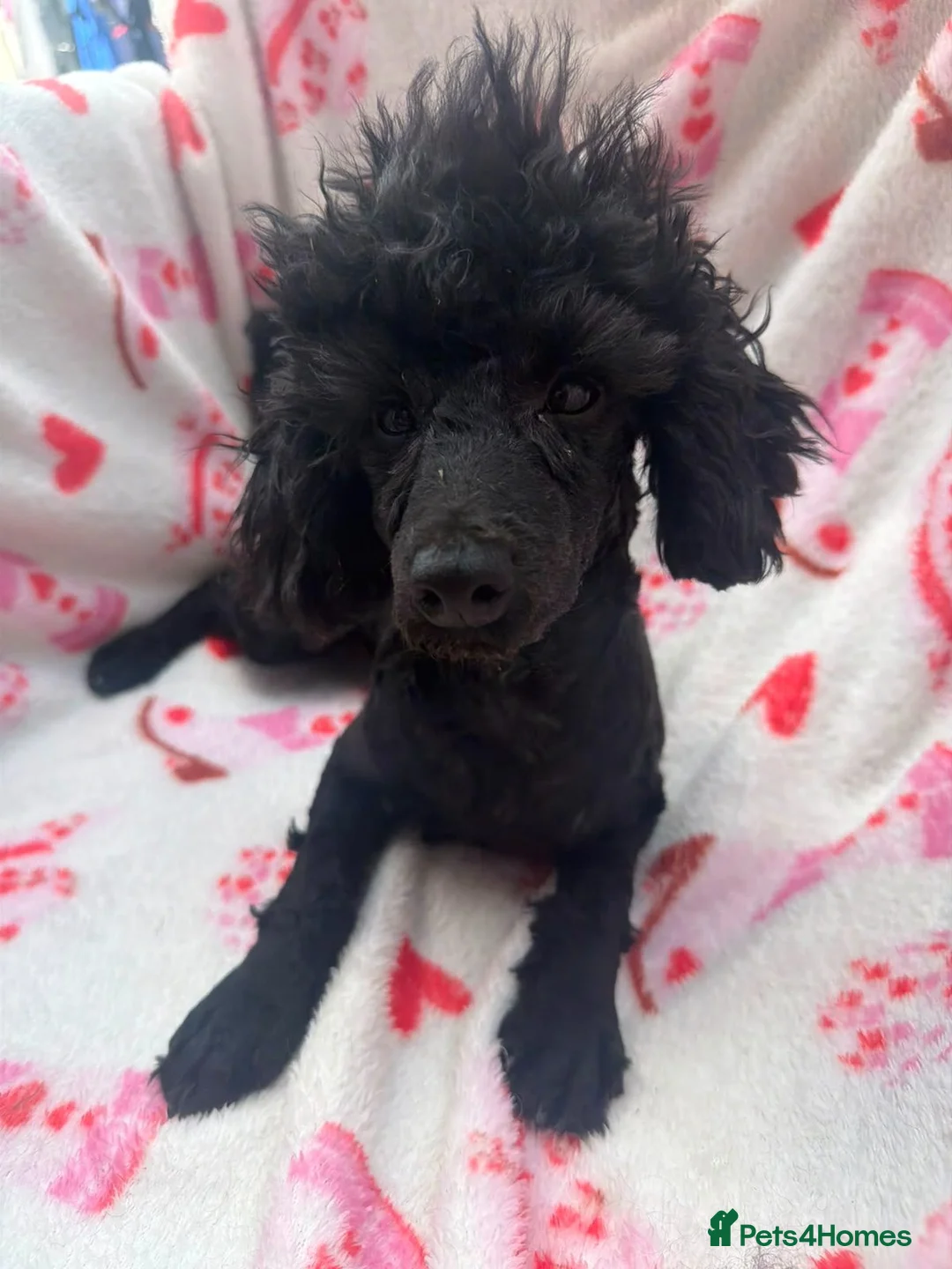 Toy Poodle dogs for sale: Beautiful Toy Poodle Puppies  - Advert 8