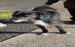 Mixed Breed dogs for sale: Male mixed breed dog - Image 1