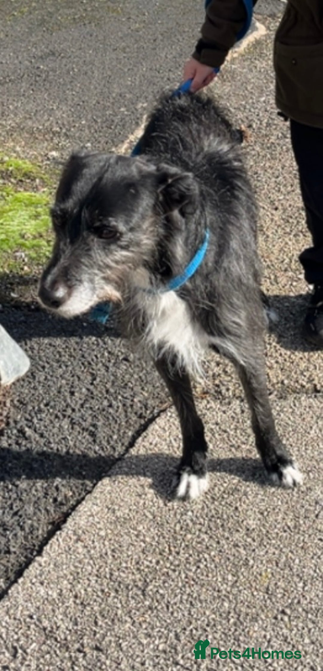 Mixed Breed dogs for sale: Male mixed breed dog - Image 1