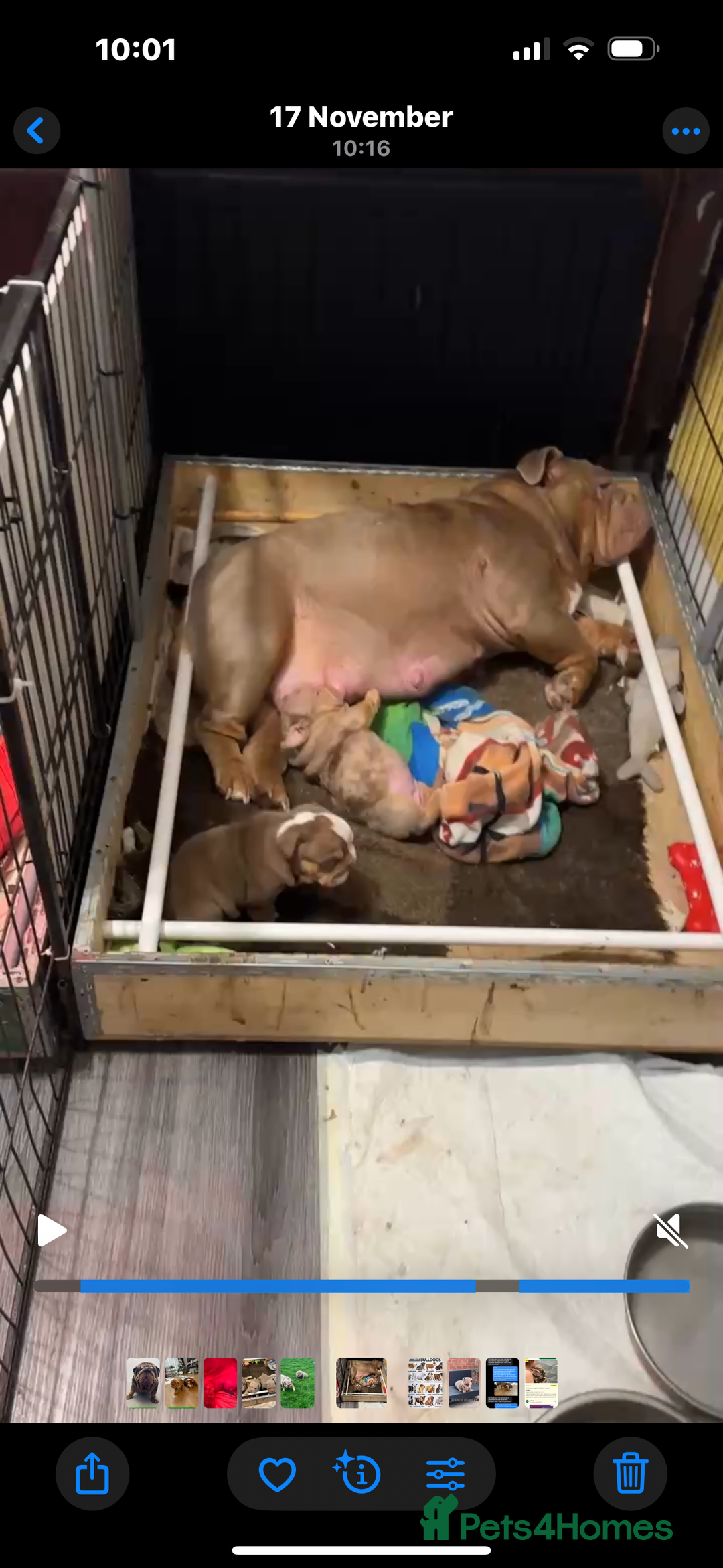 English Bulldog dogs for sale: Our girls looking for a warm sofa and full love ❤️ - Advert 28