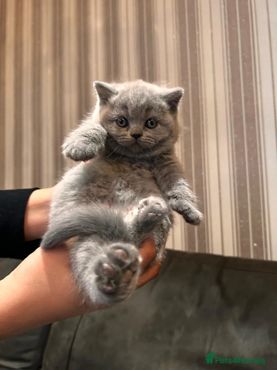 British Shorthair cats for sale: Stunning British shorthair kittens - Advert 4