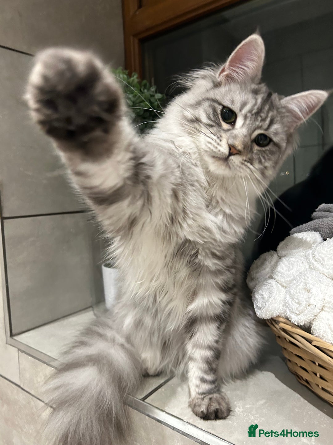 Maine Coon cats for sale: 🐾 Proven TICA  Maine Coon Queen – Black Smoke 🐾 - Image 23