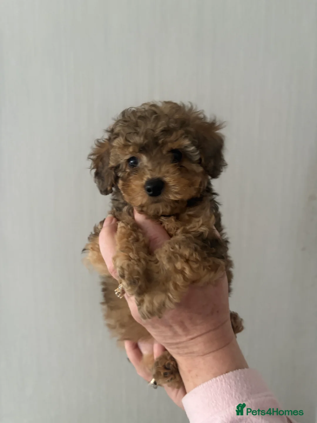 Cockapoo dogs for sale: MINITURE COCKAPOO  GIRL - Advert 2