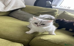 Persian cats for sale: PERSIAN CHINCHILLA - Image 4