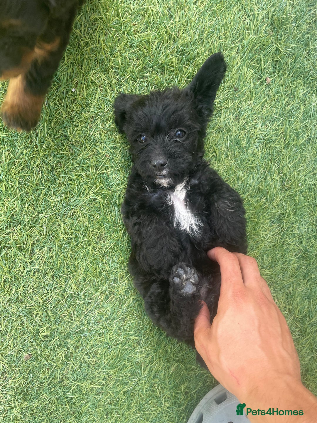 Doxiepoo dogs for sale: Doxiepoos - Image 23