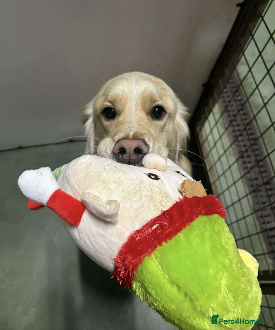 Mixed Breed dogs for adoption: CLIVE - Advert 2