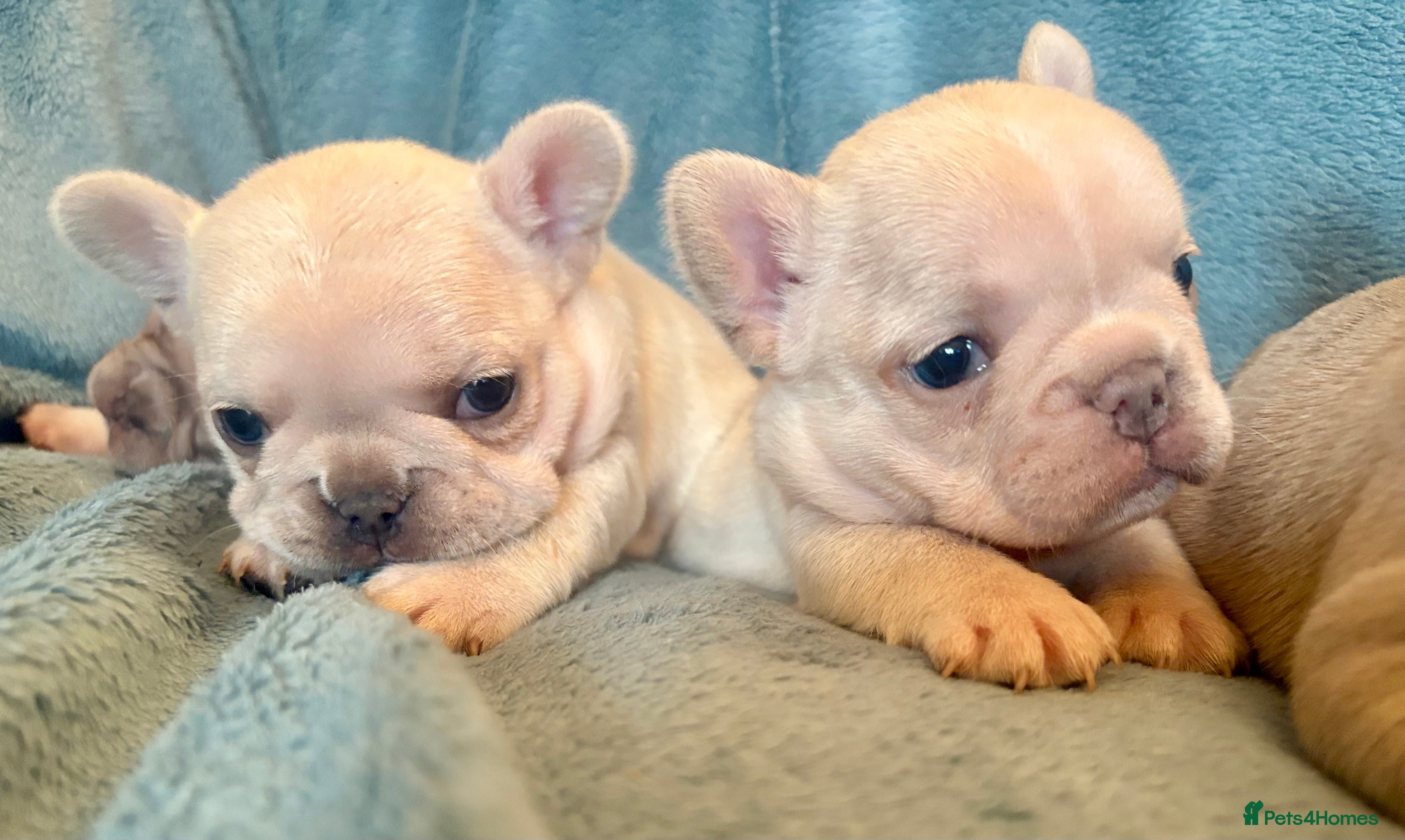 French Bulldog dogs French Bull Dog Puppies - Advert 14