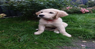 Golden Retriever dogs - Advert 12