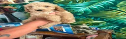 Cockapoo dogs for sale: F1 Cockerpoos  - Advert 13