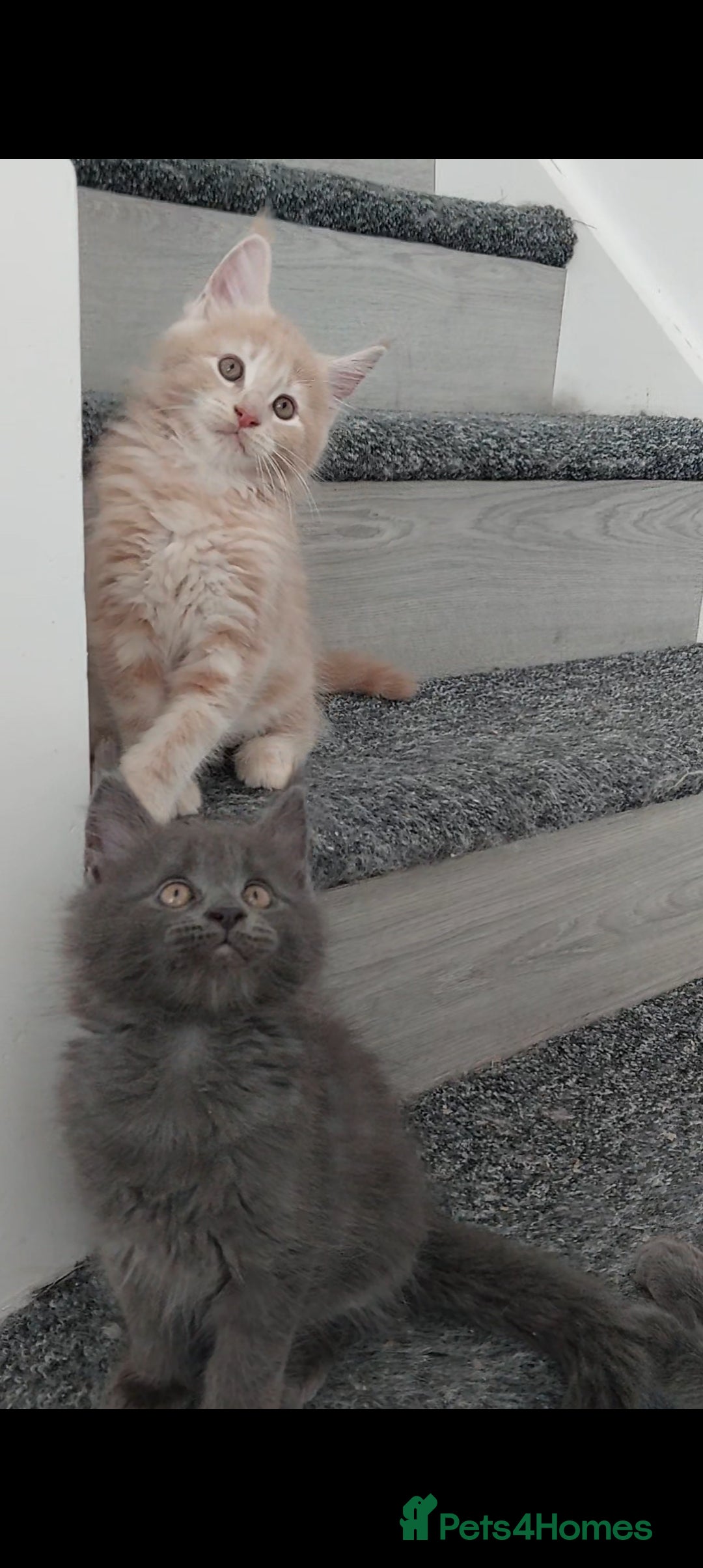 Maine Coon cats 👻😻 TICA REGISTERED Maine coon for sale👻😻 - Advert 2