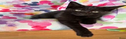 Mixed Breed cats for sale:  Kittens - Advert 16