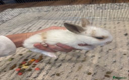 English Lop rabbits for sale: english lop beautiful  baby rabbit  - Image 1