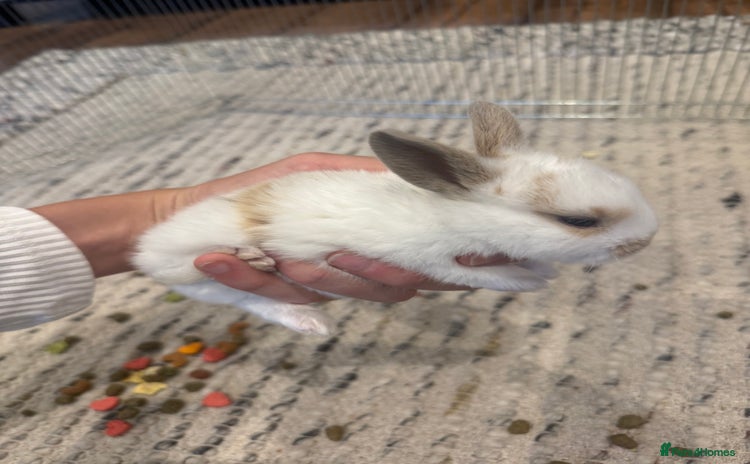 English Lop rabbits - Advert 7