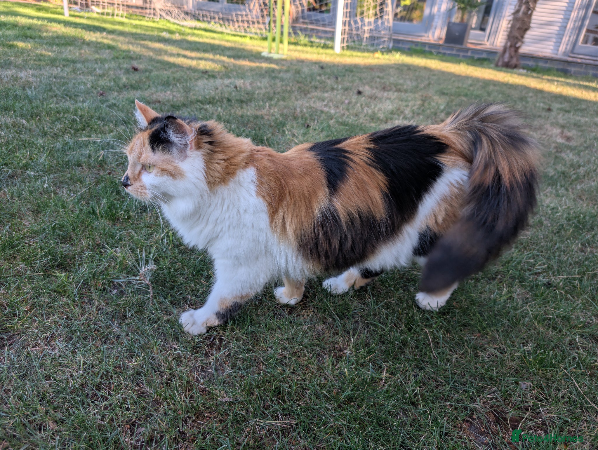 British Longhair cats for sale: Calico British Longhair Girl - Advert 4