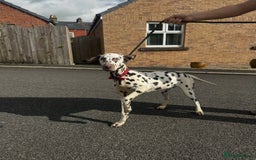 Dalmatian dogs for sale: 7 month old male Dalmatian  - Image 3