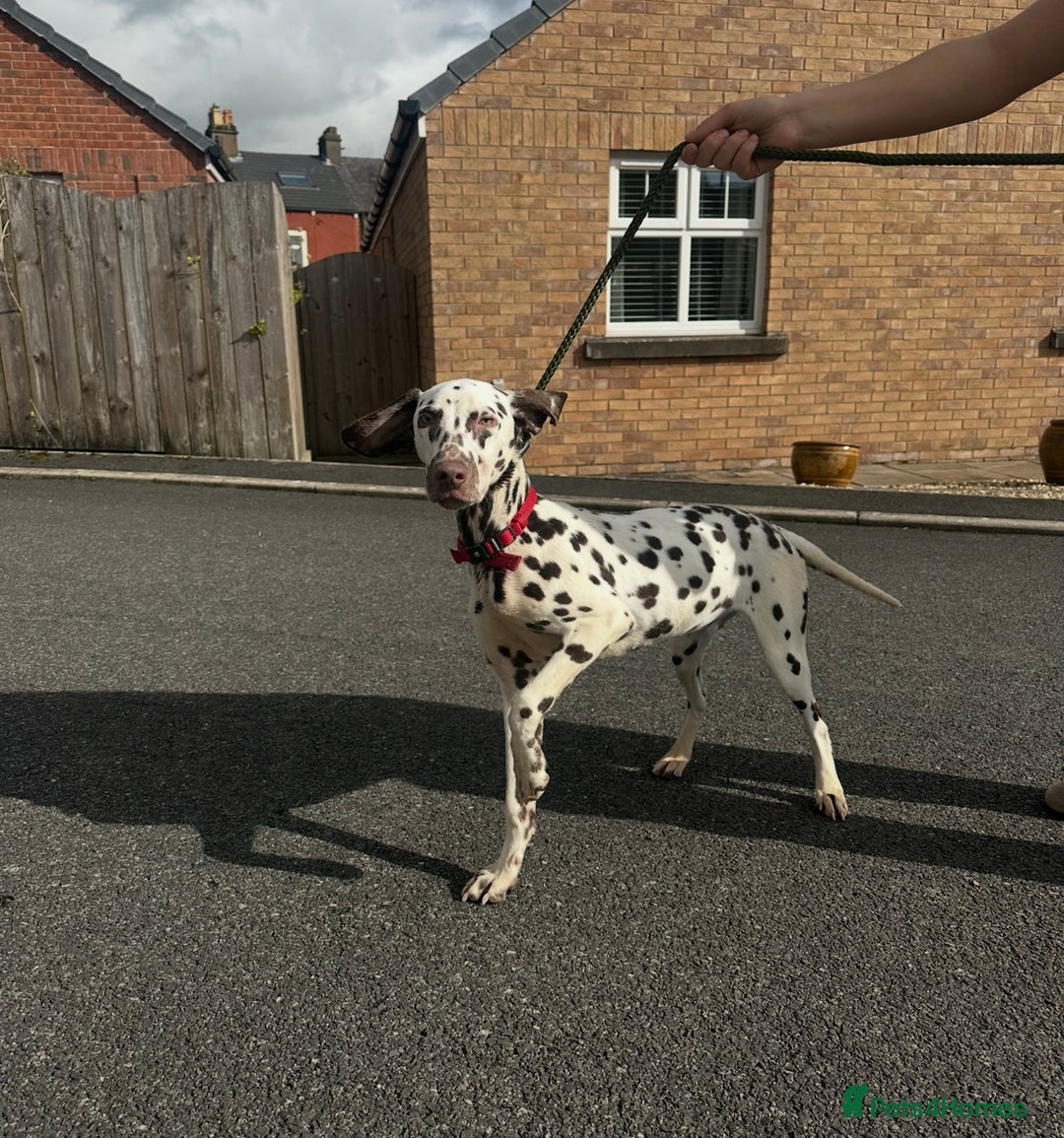 Dalmatian dogs for sale: 7 month old male Dalmatian  - Image 3