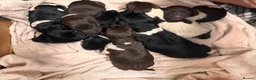 German Shorthaired Pointer dogs for sale: KC registered German shorthairs pointers for sale  - Advert 19
