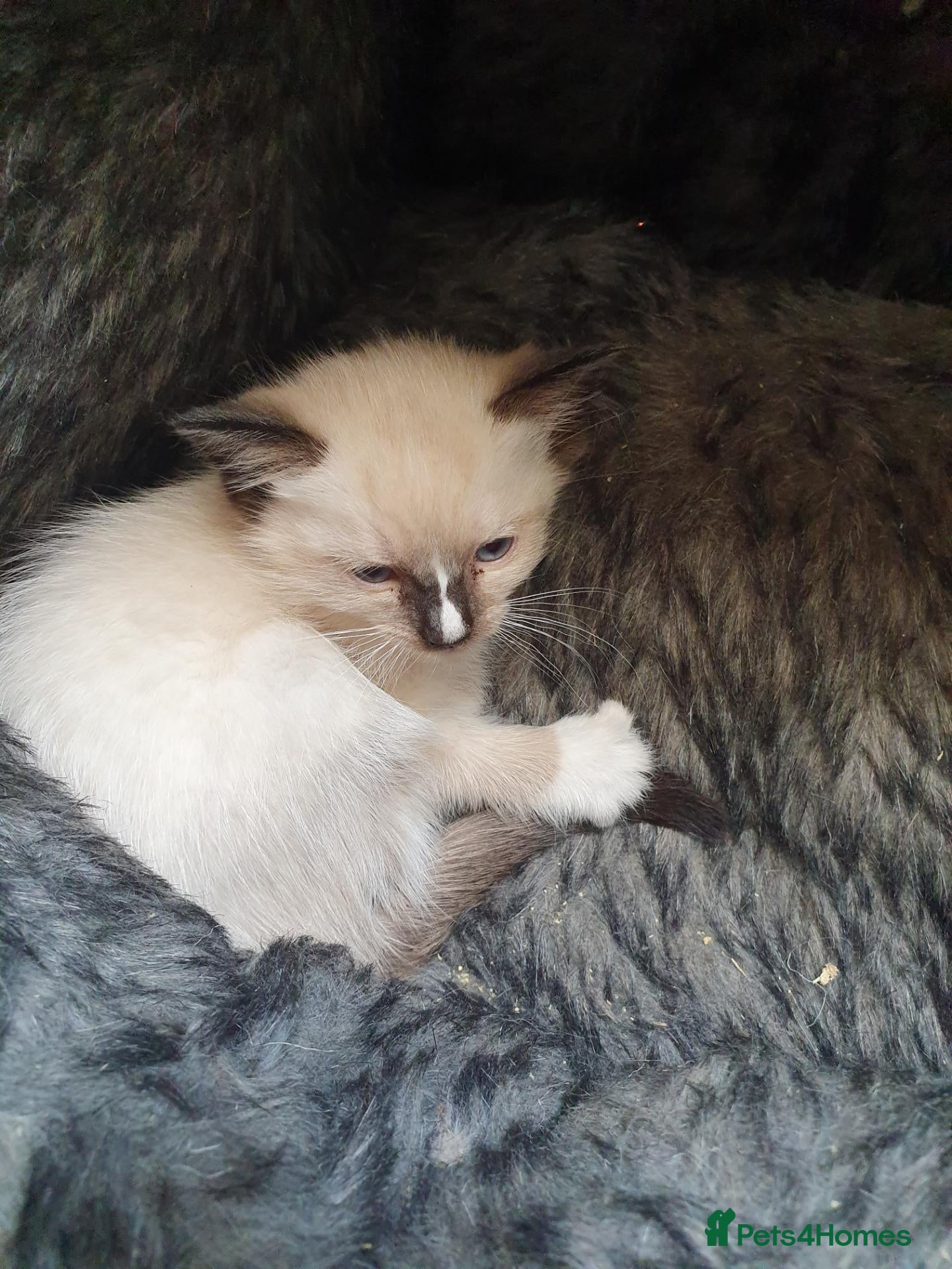 Mixed Breed cats Burmese crossed with Ragdoll  kittens  - Advert 2