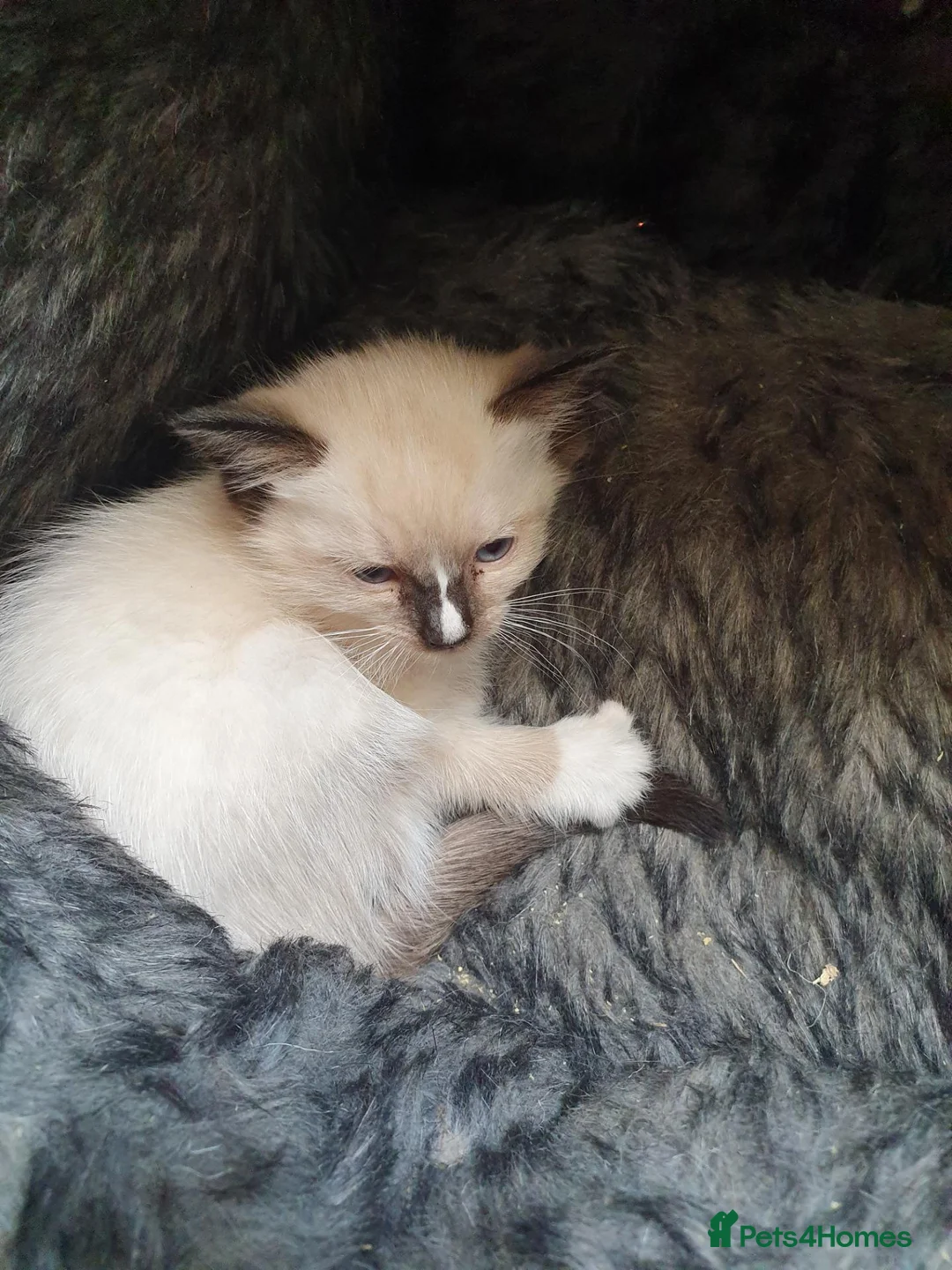 Mixed Breed cats for sale: Burmese crossed with Ragdoll  kittens  - Advert 2