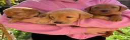 Labrador Retriever dogs for sale: Two amazing pups left from litter of 6 - Advert 23