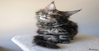 Maine Coon cats - Advert 3