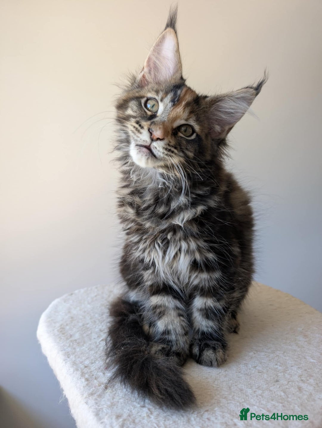 Maine Coon cats for sale: 2 TICA-Registered Maine Coon Kittens Available - Image 5