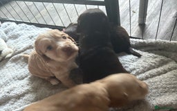 Cocker Spaniel dogs for sale: KC FTCH working cocker spaniel puppy’s  - Image 34