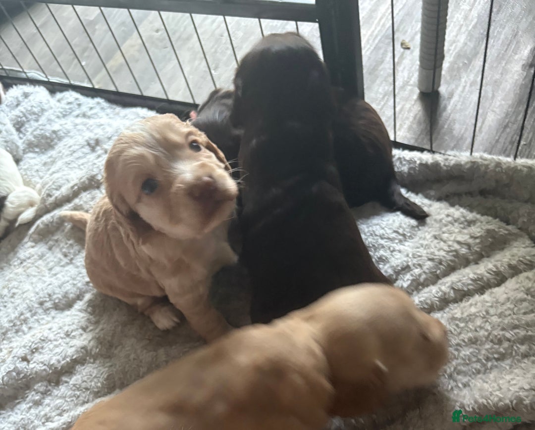 Cocker Spaniel dogs for sale: KC FTCH working cocker spaniel puppy’s  - Image 34