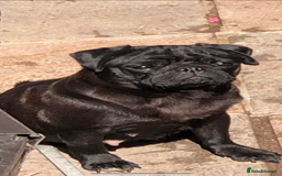 Jug dogs for sale: Pug x Rolo - Image 4