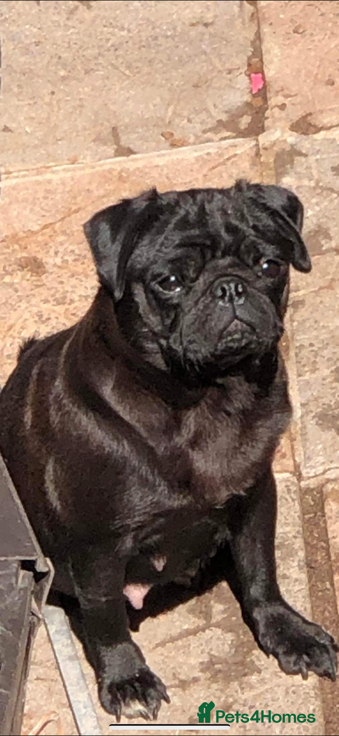 Jug dogs for sale: Pug x Rolo - Image 4