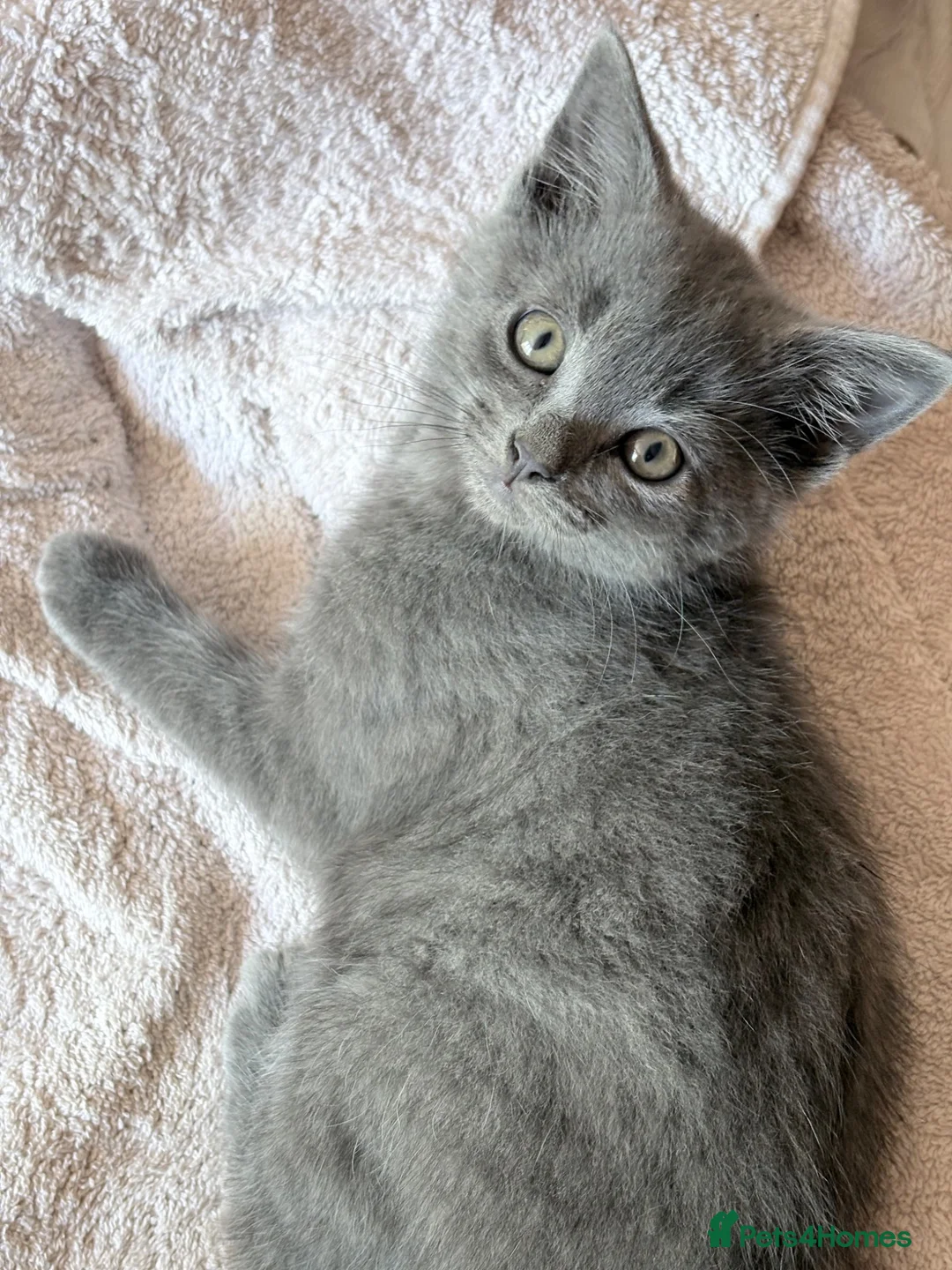 Mixed Breed cats for sale: Grey RagdollX kittens ready for homes x  - Advert 10