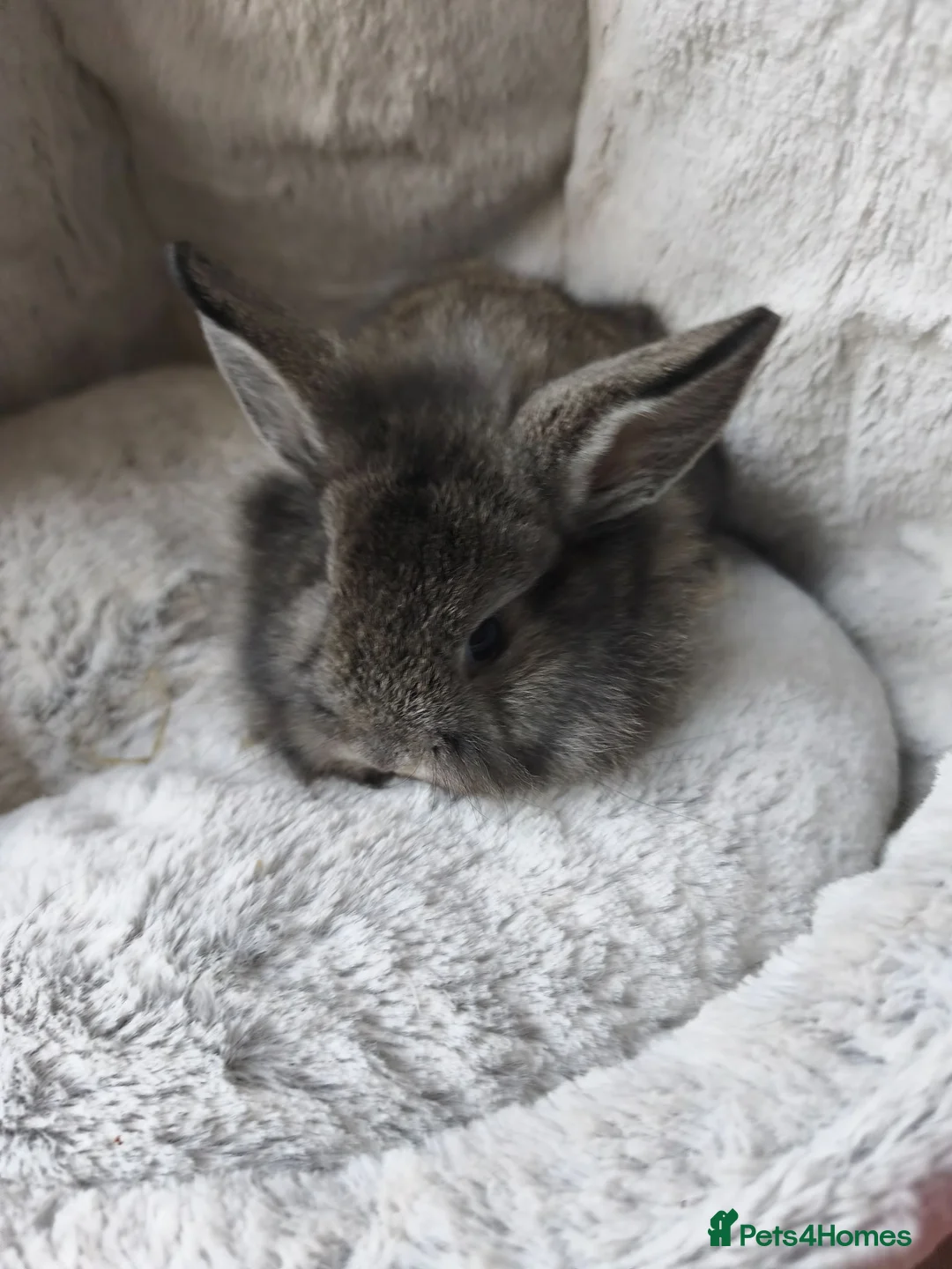 Mini Lop rabbits for sale: Ready 31st July  - Advert 12