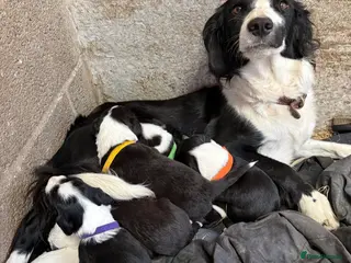 Sprollie dogs ** NEED TO GO NOW ** SPROLLIE - Advert 1