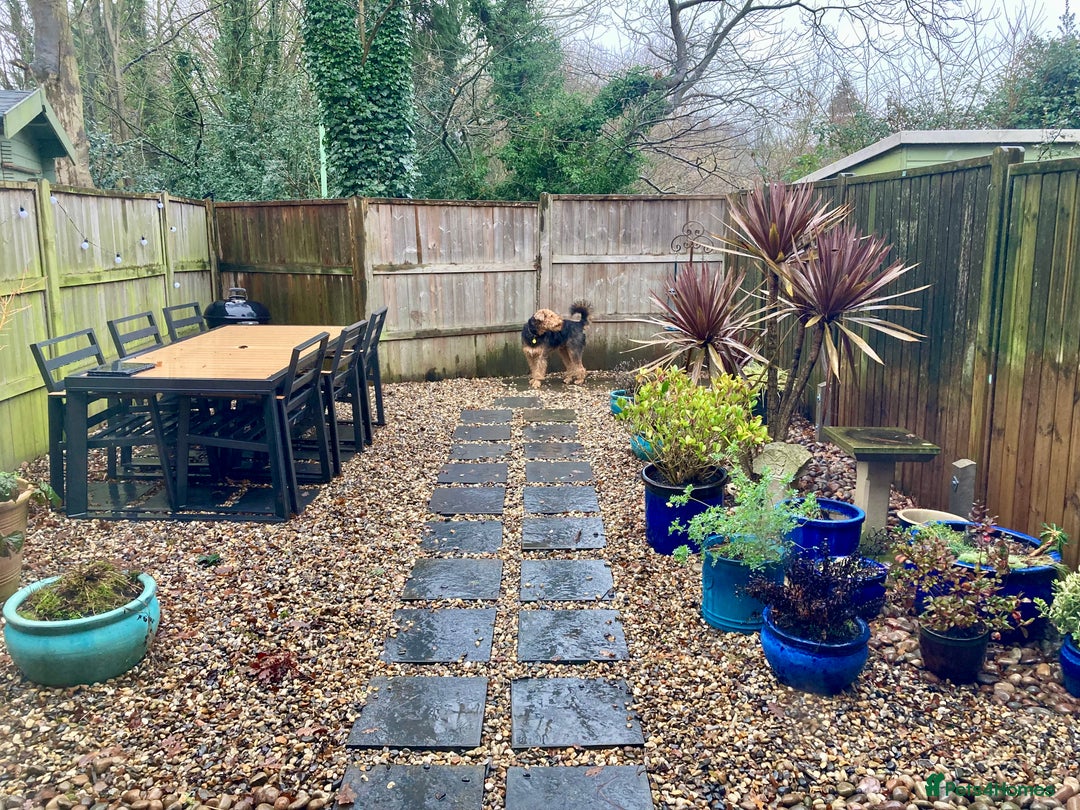 Airedale Terrier dogs for sale: Beautiful KC Reg Airedale Terrier Boy 8 Months Old - Advert 6