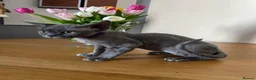 Devon Rex cats for sale: Pedigree boy REHOMED - Advert 2