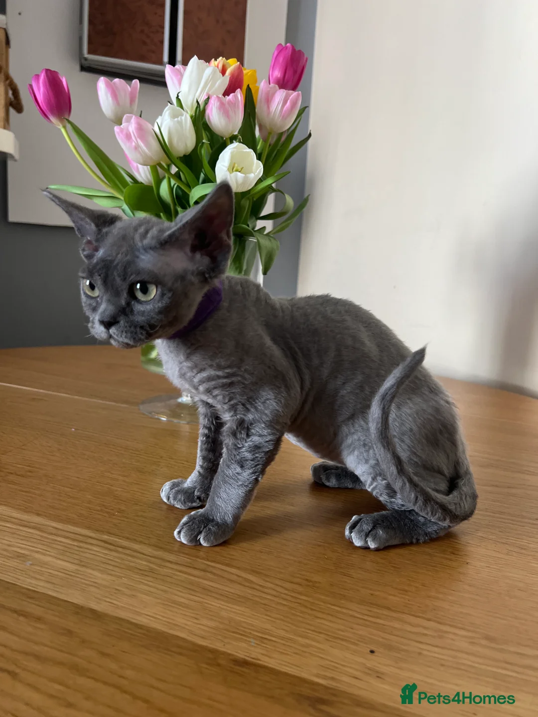 Devon Rex cats for sale: Pedigree boy REHOMED - Advert 2