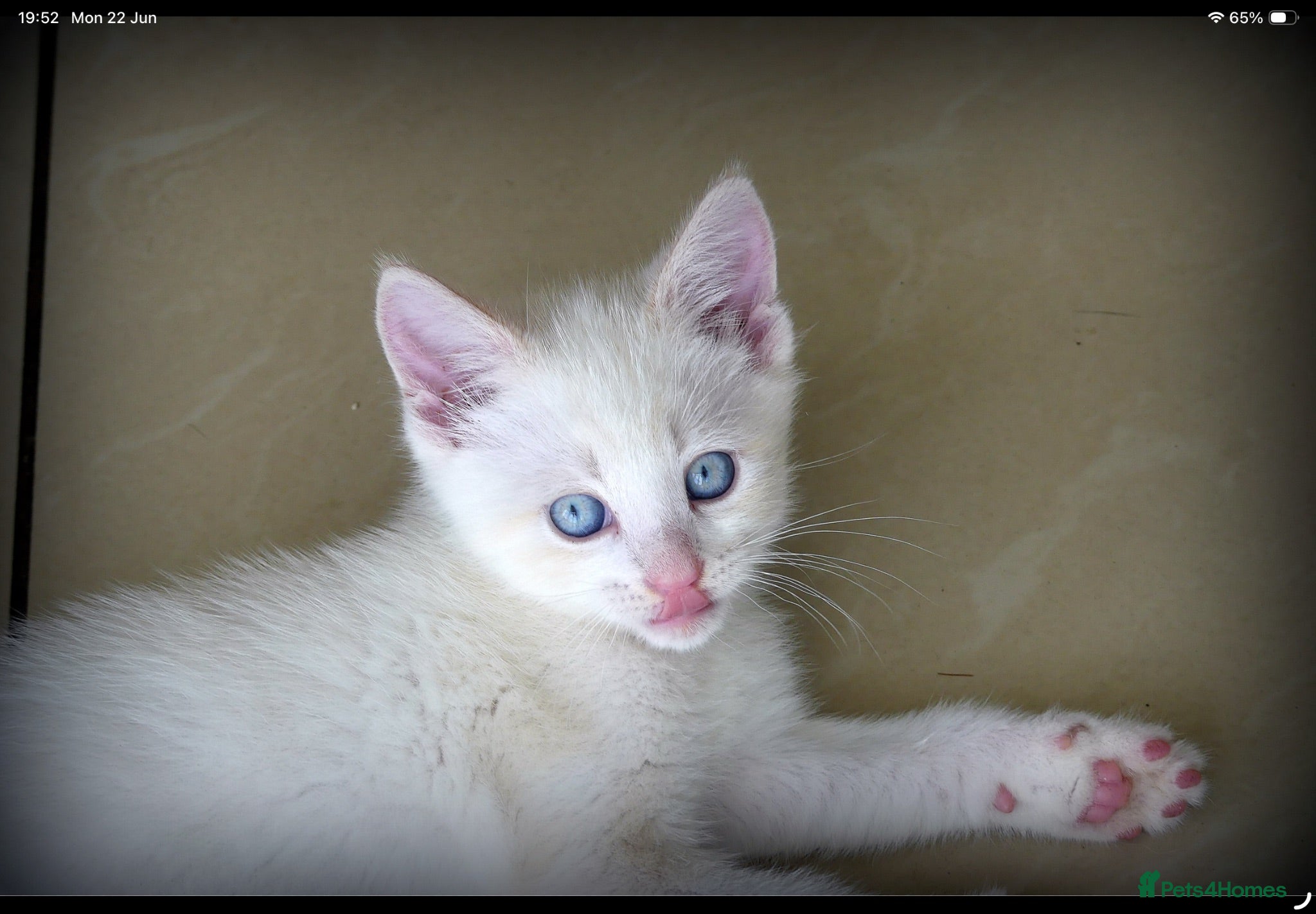Mixed Breed cats Adorable Ragdoll x Maine Coon mix kittens  - Advert 6