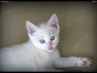 Mixed Breed cats Adorable Ragdoll x Maine Coon mix kittens - Advert 6