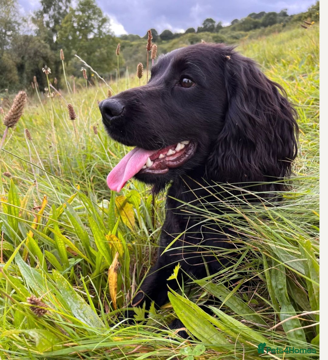 Cocker Spaniel dogs for sale: 5 Gen KC Registered working Cocker Spaniel pups  - Advert 13