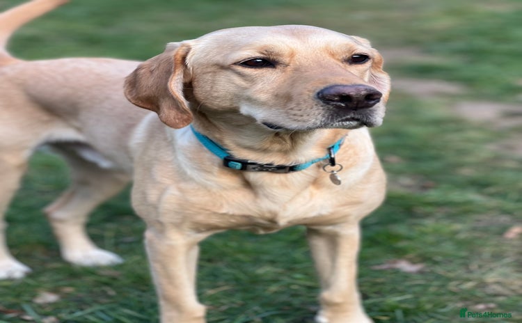 Labrador Retriever dogs - Advert 1