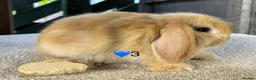 Mini Lop rabbits for sale: Mini lop litter in Newcastle upon Tyne - Advert 9
