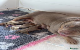 American Bully dogs for sale: ABKC REGISTERED POCKET BULLYS  - Image 2